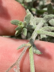Heliotropium bacciferum