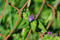 Echium rosulatum