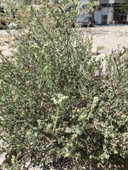 Heliotropium bacciferum