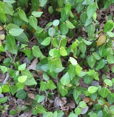 Trachelospermum asiaticum