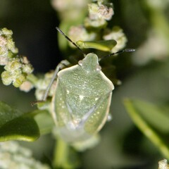 Chlorochroa uhleri