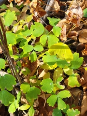 Thalictrum venulosum