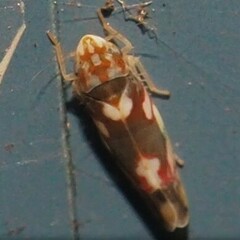 Erythroneura elegans