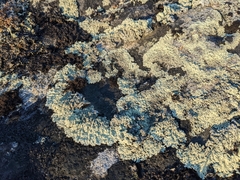 Arctoparmelia centrifuga