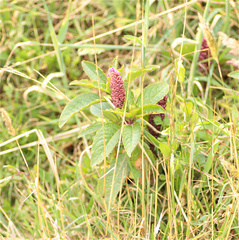 Phytolacca