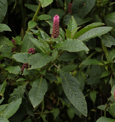 Phytolacca