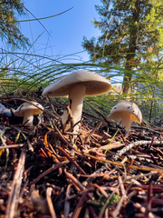 Leucoagaricus leucothites