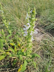 Salvia radula