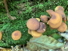 Gymnopilus picreus