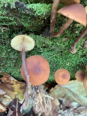 Gymnopilus picreus