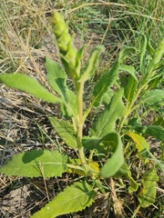 Salvia radula