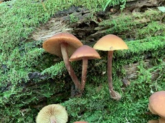 Gymnopilus picreus