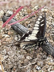 Papilio polyxenes rudkini