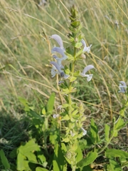 Salvia radula