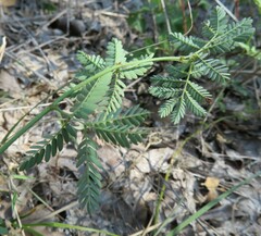 Mimosa nuttallii