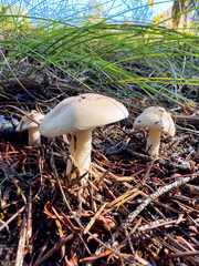 Leucoagaricus leucothites