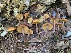 Gymnopilus picreus
