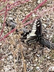 Papilio polyxenes rudkini