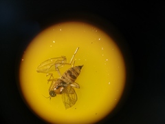 Elaphropeza ephippiata