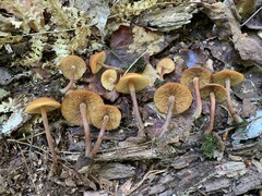 Gymnopilus picreus