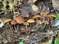 Gymnopilus picreus