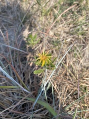 Grindelia squarrosa