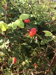 Rosa nutkana