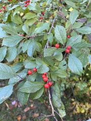 Ilex verticillata