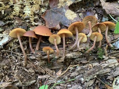 Gymnopilus picreus