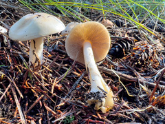 Leucoagaricus leucothites
