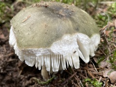 Russula virescens