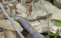 Podarcis muralis