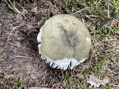 Russula virescens
