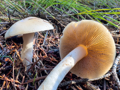 Leucoagaricus leucothites