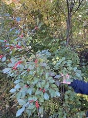 Ilex verticillata