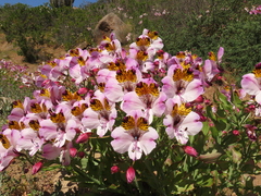 Alstroemeria magnifica magnifica