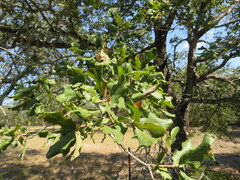 Quercus stellata