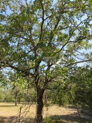 Quercus stellata