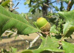 Quercus stellata