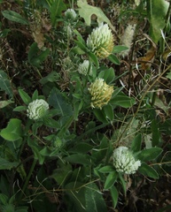 Trifolium pratense