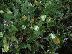 Trifolium pratense
