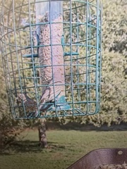 Haemorhous mexicanus