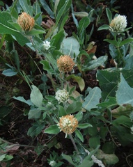 Trifolium pratense