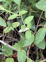 Herpetogramma phaeopteralis