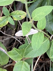 Herpetogramma phaeopteralis
