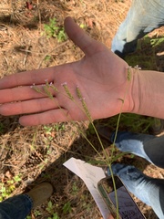 Verbena brasiliensis