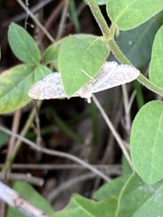 Herpetogramma phaeopteralis