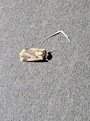 Agrotis malefida
