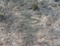 Mulloidichthys flavolineatus