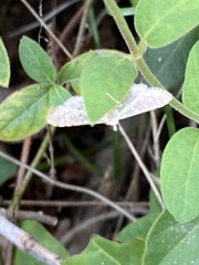 Herpetogramma phaeopteralis